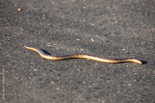 Delalande's Blindschleiche / Delalande's beaked blind snake / Rhinotyphlops lalandei