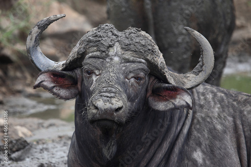 Kaffernbüffel / African buffalo / Syncerus caffer © Ludwig