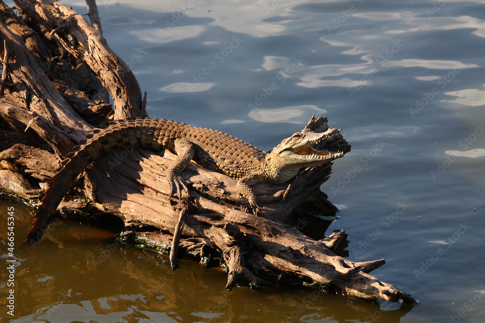 Nilkrokodil / Nile crocodile / Crocodylus niloticus..