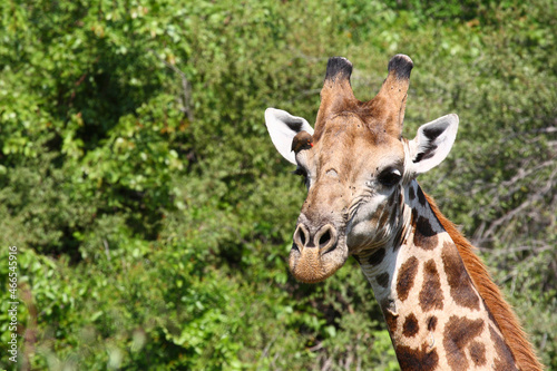 Giraffe / Giraffe / Giraffa Camelopardalis.