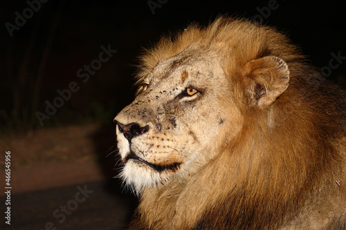 Fototapeta Naklejka Na Ścianę i Meble -  Afrikanischer Löwe / African lion / Panthera leo....