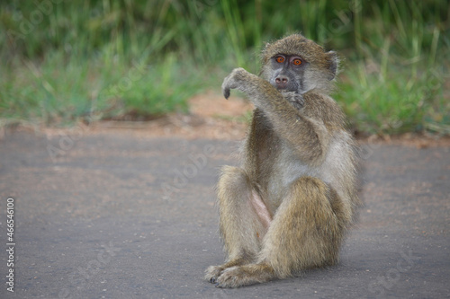 Bärenpavian / Chacma baboon / Papio ursinus......