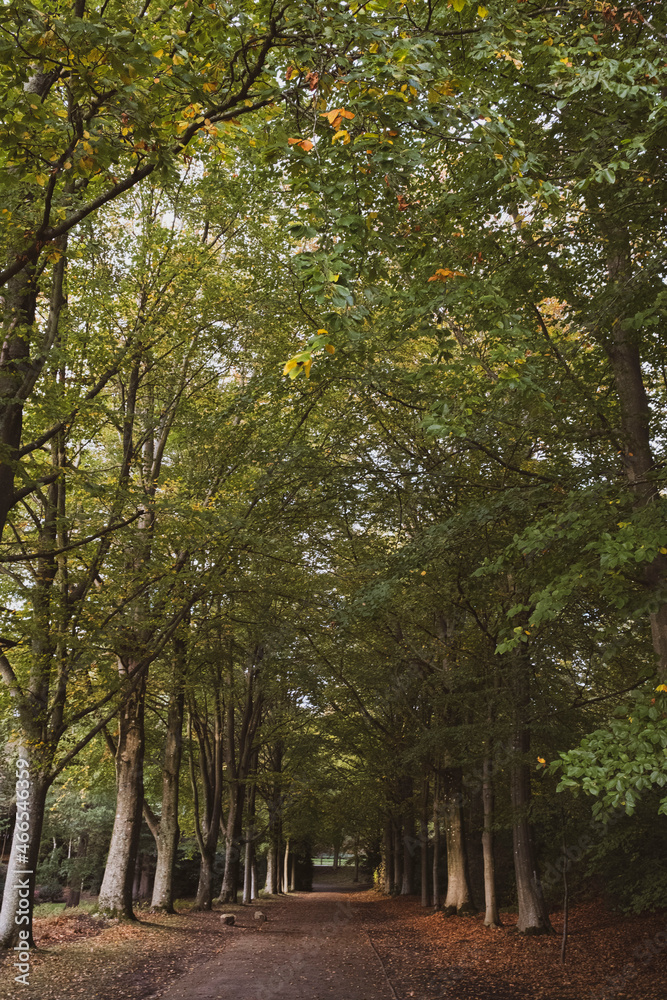 Naklejka premium autumn in the park