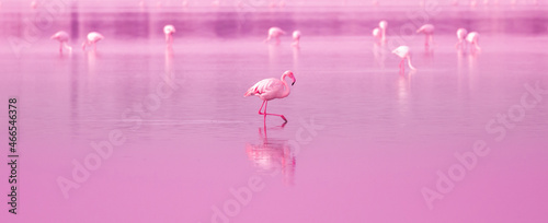 Birds Pink Flamingos Walk on the Lake at the Pink Sunset in Cyprus  Beautiful Romantic Concept with a Place for Text  Journey to the South  Love and the Pink Dream  Pink Lake