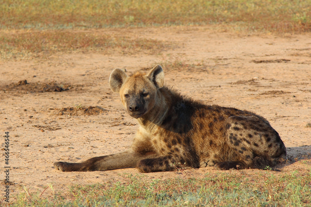 Tüpfelhyäne / Spotted hyaena / Crocuta crocuta.. Tüpfelhyäne / Spotted hyaena / Crocuta crocuta..