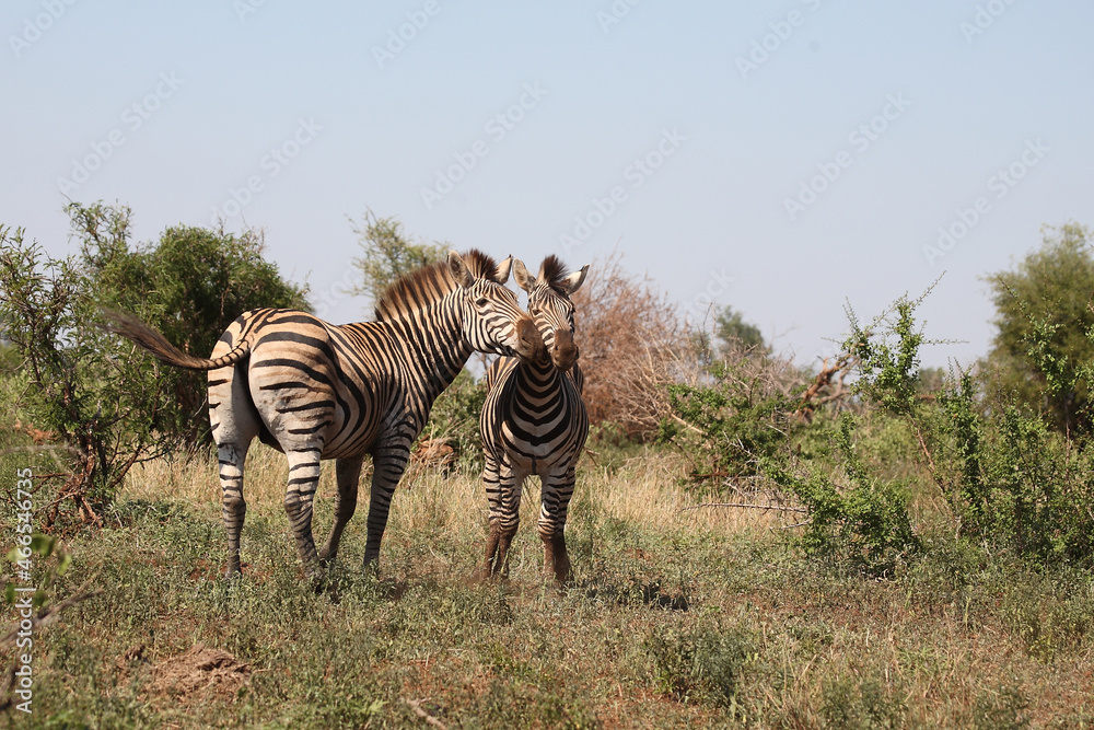 Obraz premium Steppenzebra / Burchell's zebra / Equus burchellii