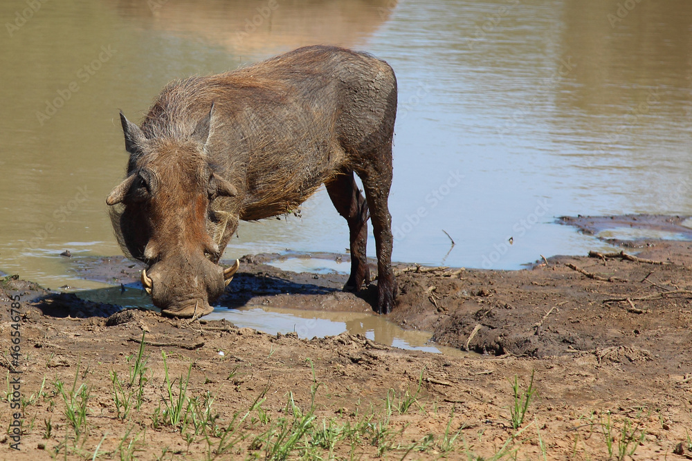 Fototapeta premium Warzenschwein / Warthog / Phacochoerus africanus