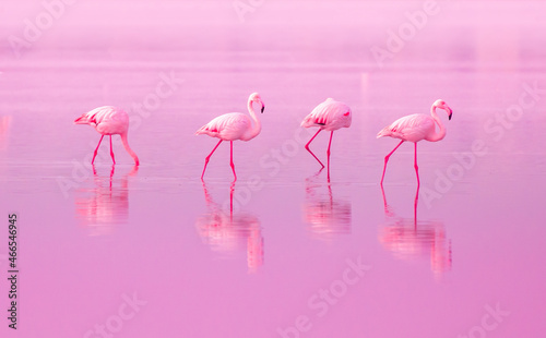 Birds Pink Flamingos Walk on the Lake at the Pink Sunset in Cyprus, Beautiful Romantic Concept with a Place for Text, Journey to the South, Love and the Pink Dream, Pink Lake