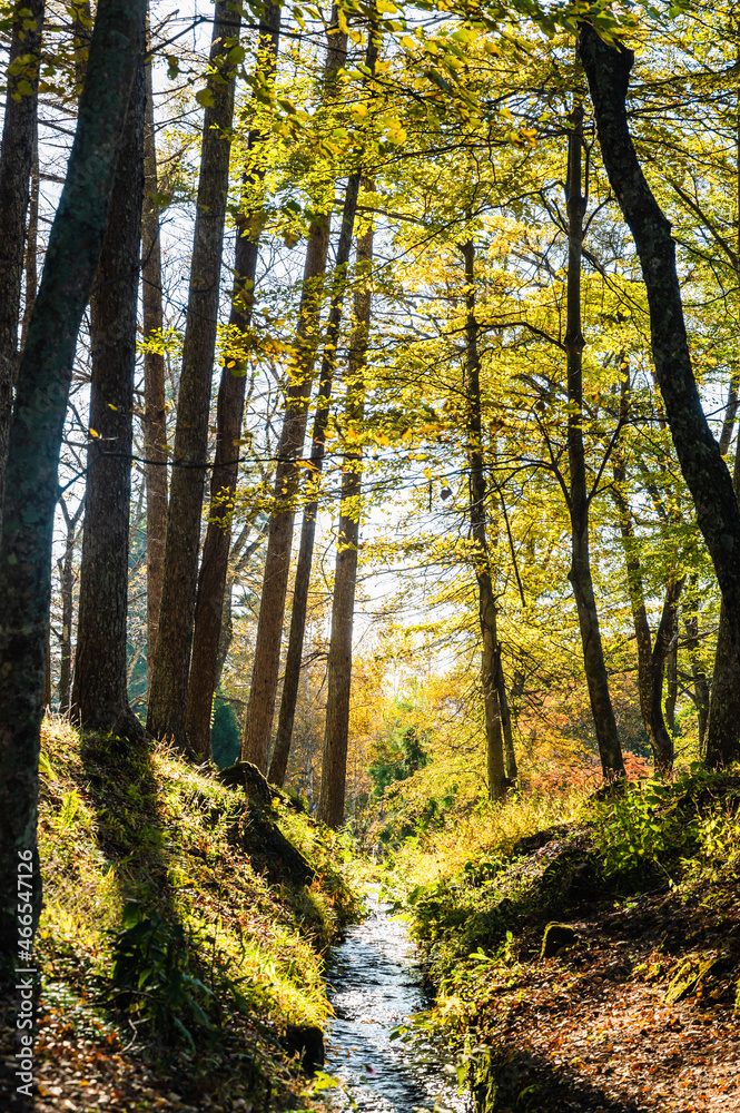 Obraz premium 秋の三分一湧水公園の小川