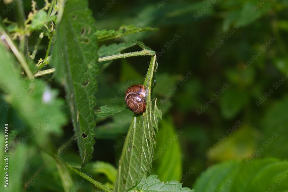 Brown snail on a nettle leaf