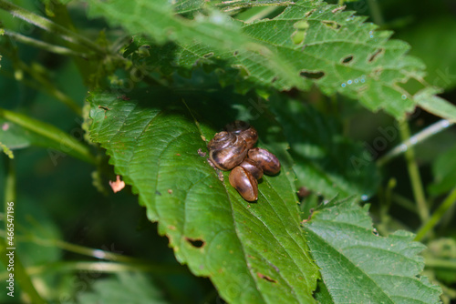 Obraz na płótnie Group of brown snails on a nettle leaves w salonie