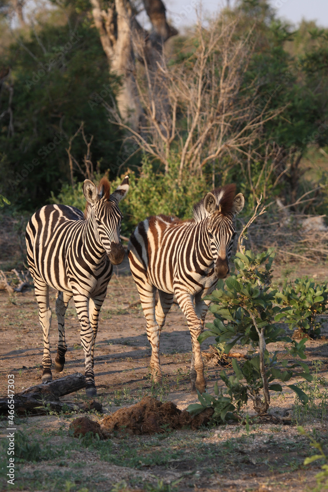 Obraz premium Steppenzebra / Burchell's zebra / Equus burchellii.