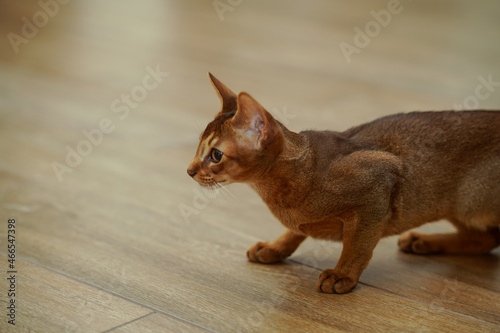 An abyssinian cat hunting at the mouse