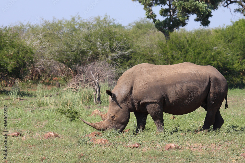 Fototapeta premium Breitmaulnashorn / Square-lipped rhinoceros / Ceratotherium simum