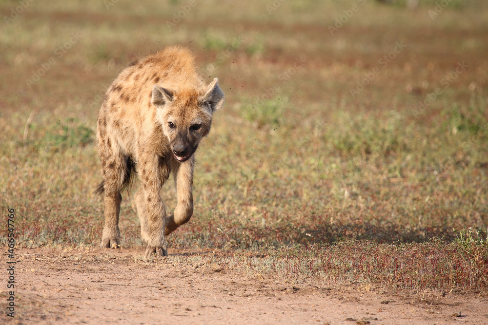 Obraz premium Tüpfelhyäne / Spotted hyaena / Crocuta crocuta...
