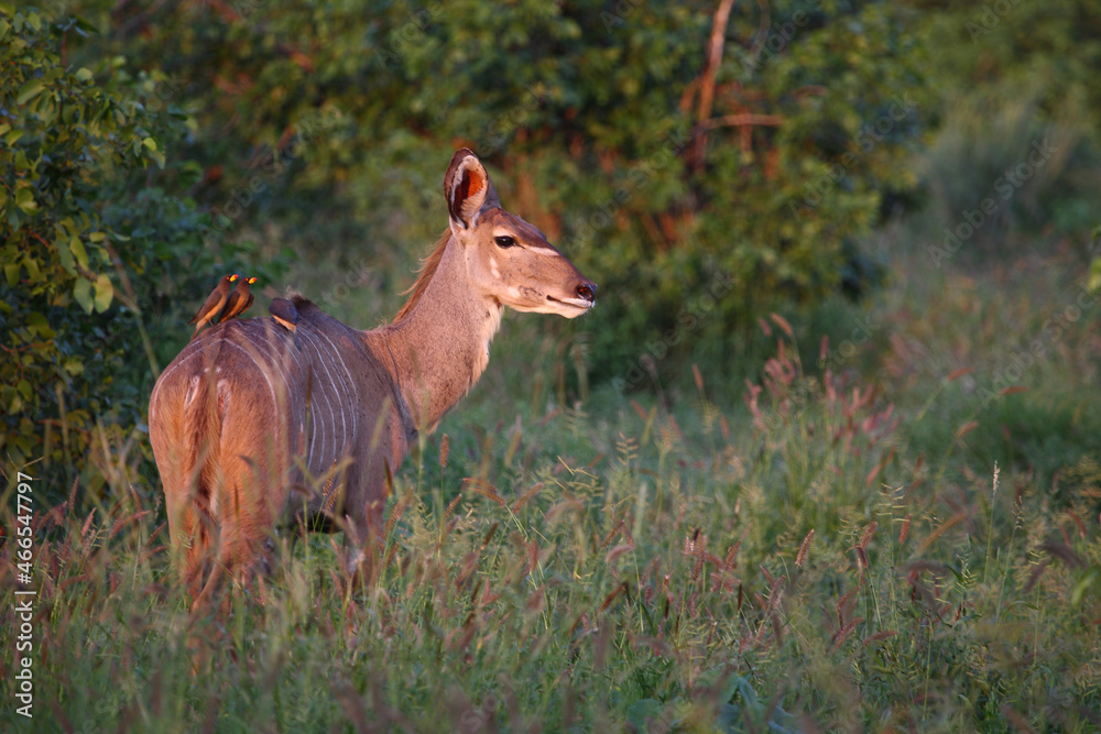 Fototapeta premium Großer Kudu und Gelbschnabel-Madenhacker / Greater kudu and Yellow-billed oxpecker / Tragelaphus strepsiceros et Buphagus africanus