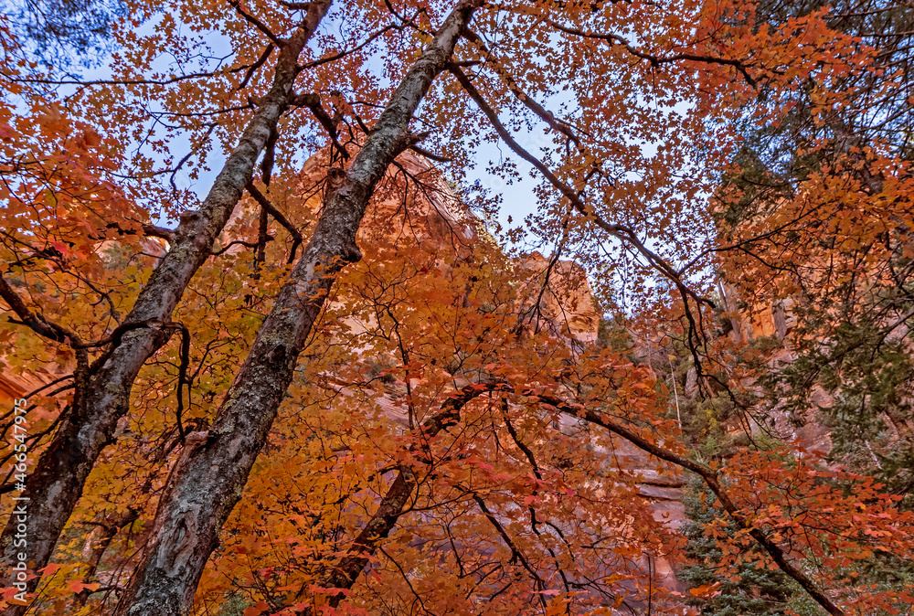 Vibrant Fall Colors In Oak Creek Canyon In Sedona 2021