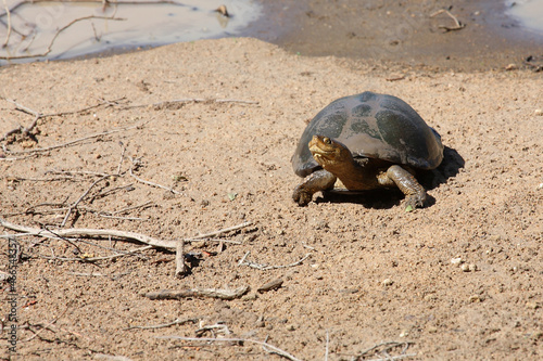 Starrbrust-Pelomeduse / Marsh or Helmeted turtle / Pelomedusa subrufa