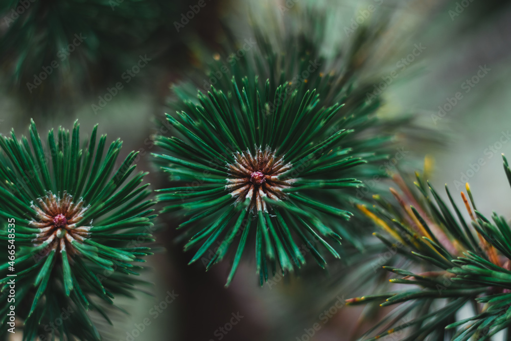 Beautiful green fir tree branches close-up. Christmas and winter concept. Selective focus. Beautiful green fir tree branches close-up. Christmas and winter concept. Selective focus.