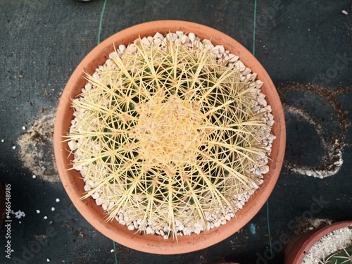 Round cactus or potted 'poltrona de sogra' from Holambra. Seen from above photo