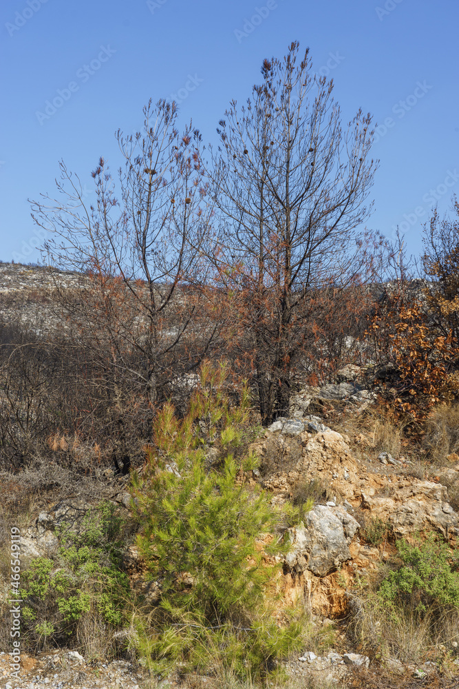 Forest Fire in Red Pine Forests, Bodrum - Turkey