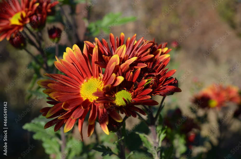 Chrysanthemum garden red with yellow. Chrysanthemum garden red with yellow.