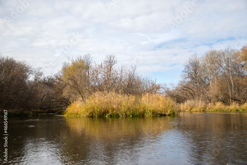 Beautiful trees growing by the river, lakes and rivers