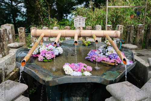 和歌山県那智勝浦町 熊野那智大社、青岸渡寺 紫陽花の浮かぶ延命の水 清浄水