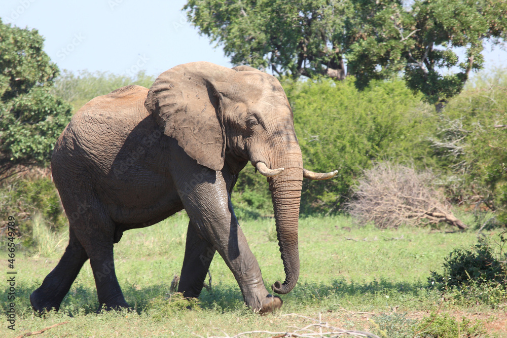 Afrikanischer Elefant / African elephant / Loxodonta africana