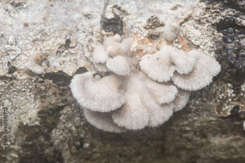 Schizophyllum commune Common split gill lovely light brown orange mushroom, scalloped with white at the edges, growing on dead branches photo