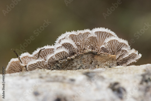 Obraz w ramie Schizophyllum commune Common split gill lovely light brown orange mushroom, scalloped with white at the edges, growing on dead branches