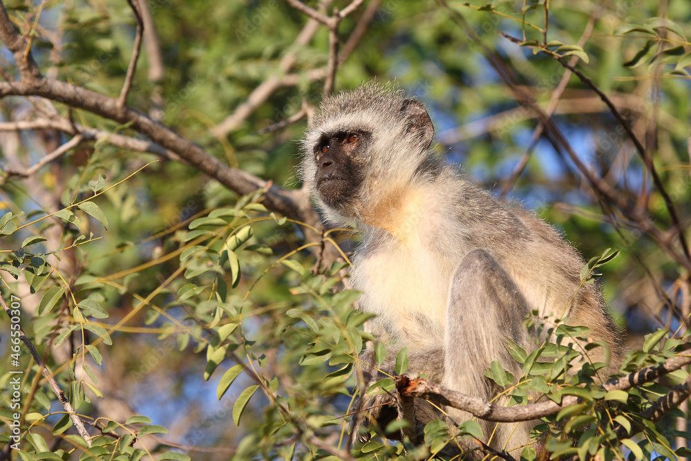 Obraz premium Grüne Meerkatze / Vervet monkey / Cercopithecus aethiops .