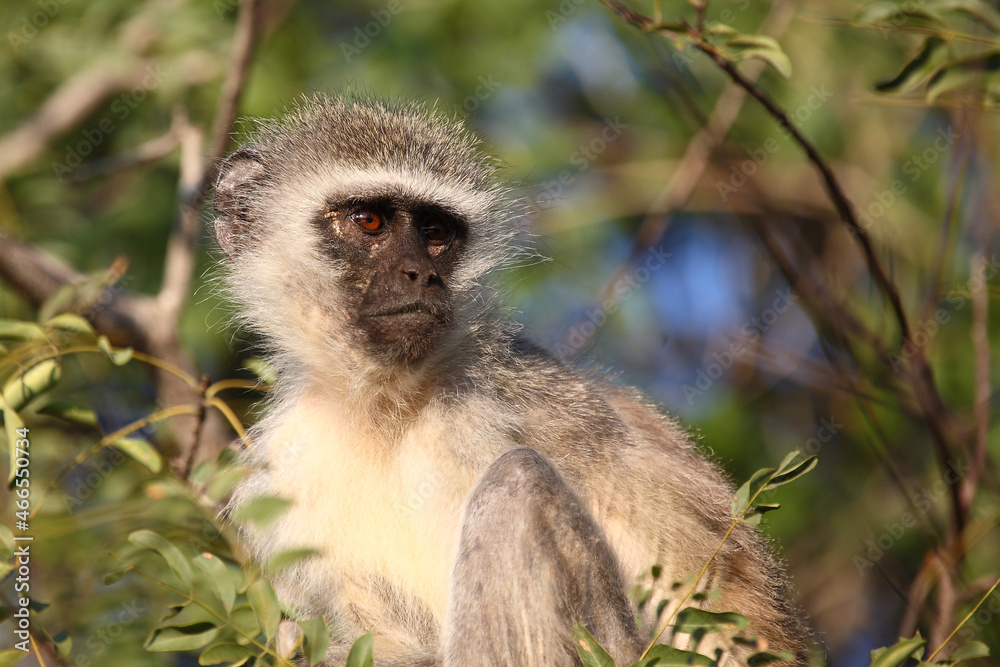 Naklejka premium Grüne Meerkatze / Vervet monkey / Cercopithecus aethiops .