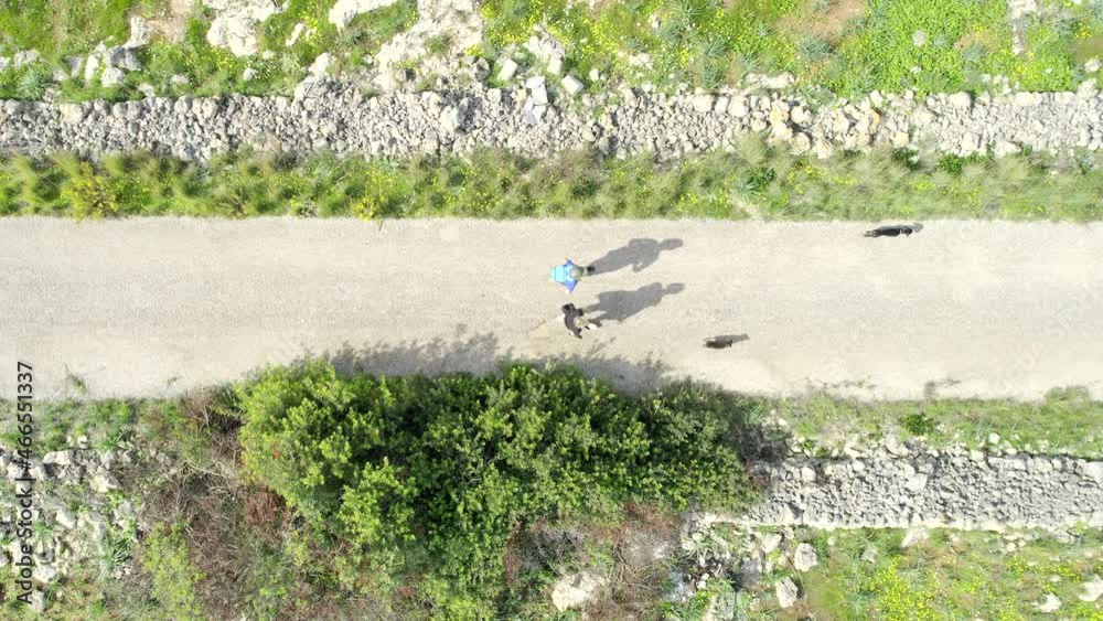 Two Women Walking with their Dogs on a Road, Top Down Aerial Two Women Walking with their Dogs on a Road, Top Down Aerial