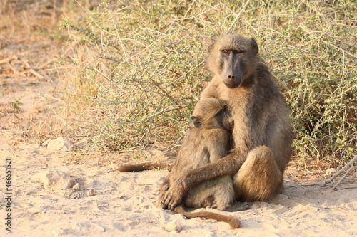 Bärenpavian / Chacma baboon / Papio ursinus......
