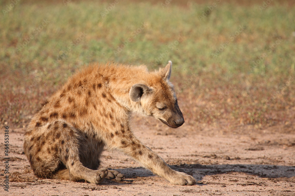 Tüpfelhyäne / Spotted hyaena / Crocuta crocuta.. Tüpfelhyäne / Spotted hyaena / Crocuta crocuta..