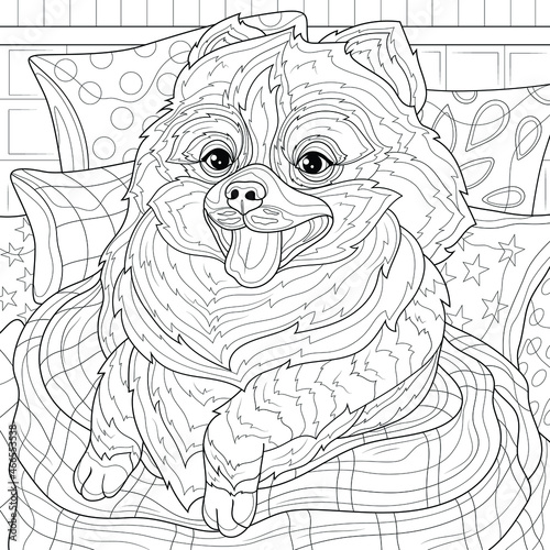 Fototapeta Naklejka Na Ścianę i Meble -  Spitz dog in a blanket and with pillows.Coloring book antistress for children and adults. Illustration isolated on white background.Zen-tangle style. Hand draw