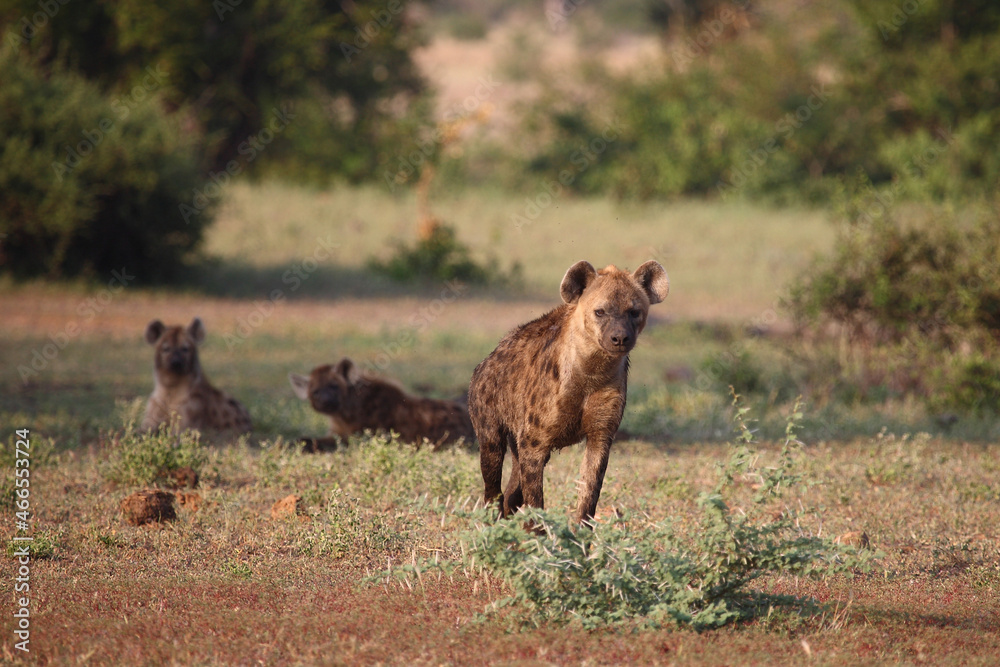 Tüpfelhyäne / Spotted hyaena / Crocuta crocuta..