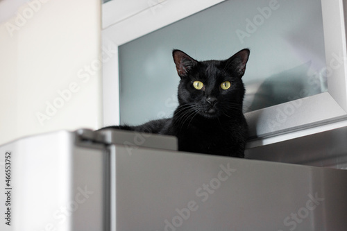 Black cat on top of a refrigerator in a home

