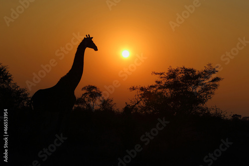 Giraffe   Giraffe   Giraffa camelopardalis