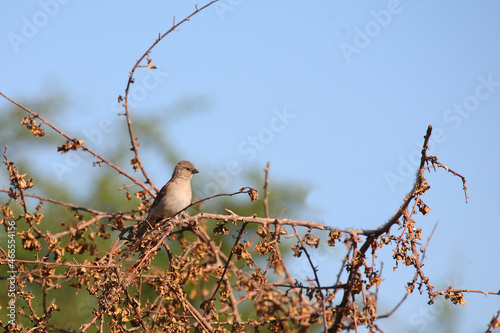 Damarasperling / Southern grey-headed sparrow / Passer diffusus photo