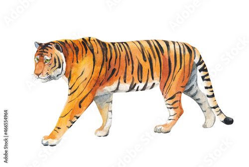 Watercolor walking tiger in profile on a white background
