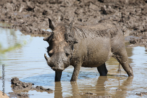 Warzenschwein   Warthog   Phacochoerus africanus