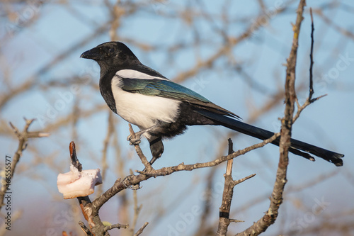 Close up of Common magpie Pica pica