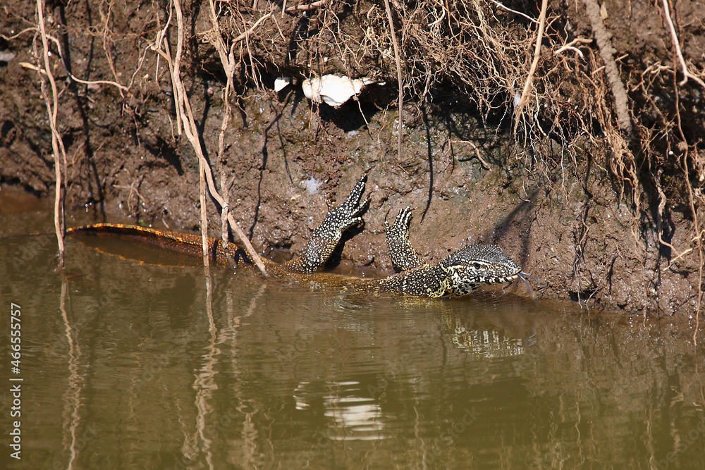 Nilwaran / Nile monitor / Varanus niloticus Nilwaran / Nile monitor / Varanus niloticus