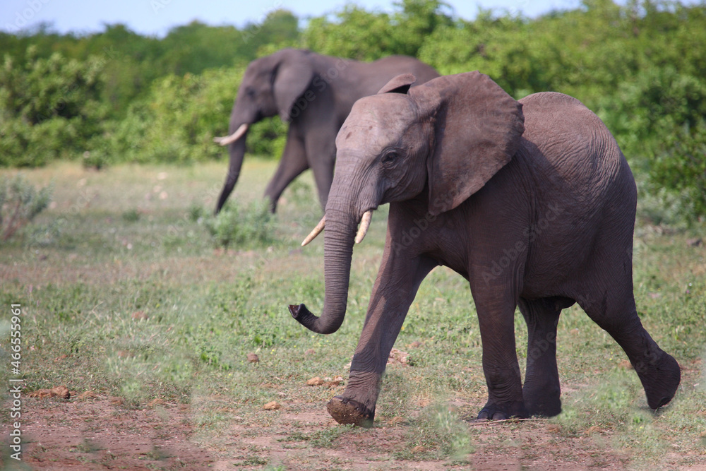 Fototapeta premium Afrikanischer Elefant / African elephant / Loxodonta africana