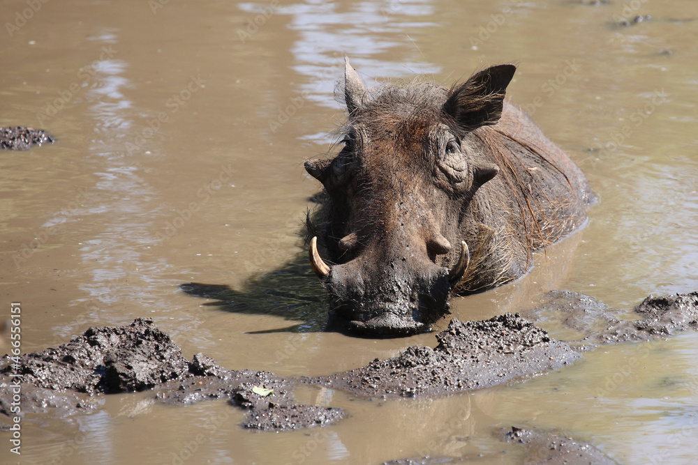 Warzenschwein / Warthog / Phacochoerus africanus Warzenschwein / Warthog / Phacochoerus africanus
