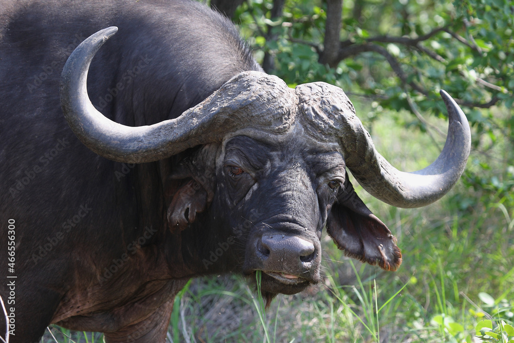 Kaffernbüffel / African buffalo / Syncerus caffer Kaffernbüffel / African buffalo / Syncerus caffer