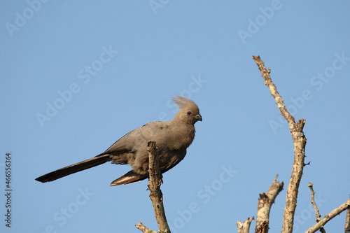 Graulärmvogel / Grey lourie or Grey go-away-bird / Corythaixoides concolor