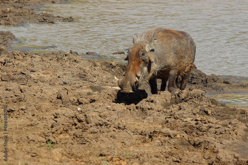 Warzenschwein / Warthog / Phacochoerus africanus Warzenschwein / Warthog / Phacochoerus africanus